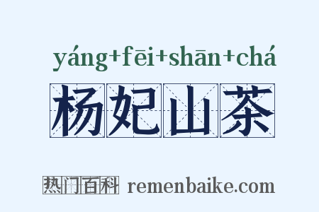 杨妃山茶是什么意思的图片